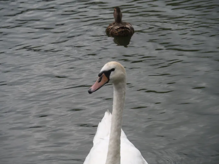 Kolding (Denemarken)